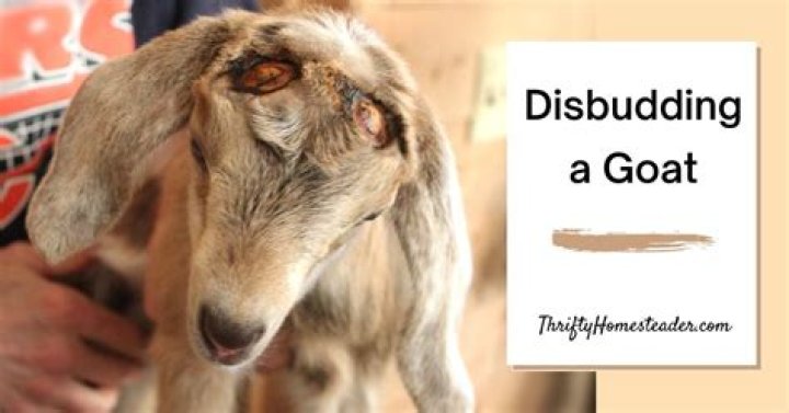 At what age do you disbud goats?