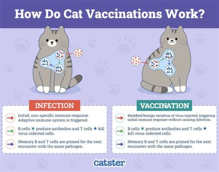 At what age do you vaccinate kittens?