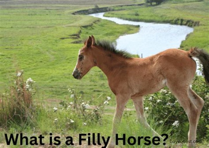 At what age does a filly become classified as a mare?