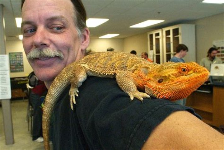 At what age is a bearded dragon fully grown?