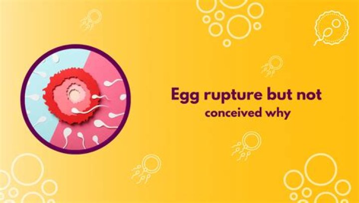At what size egg will rupture?