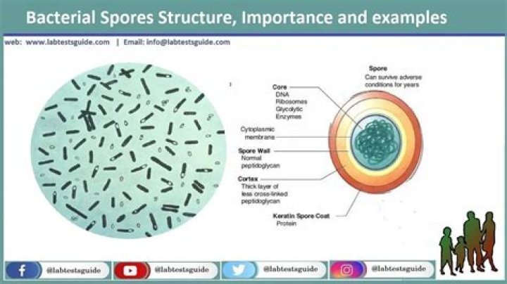 At what temperature are bacterial spores destructed?