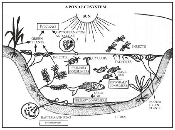 At would happen in an ecosystem without herbivores?