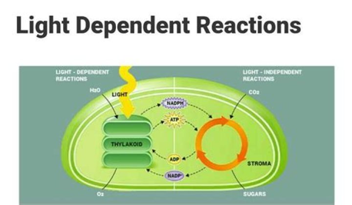 By product of light dependent reaction?