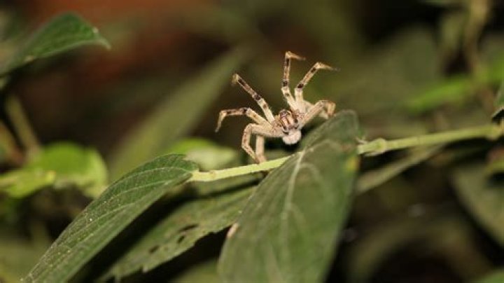 Can a brazilian wandering spider kill you?