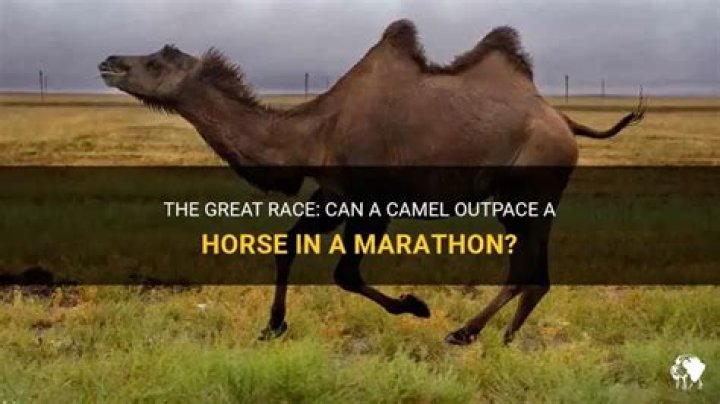 Can a camel outrun a horse?