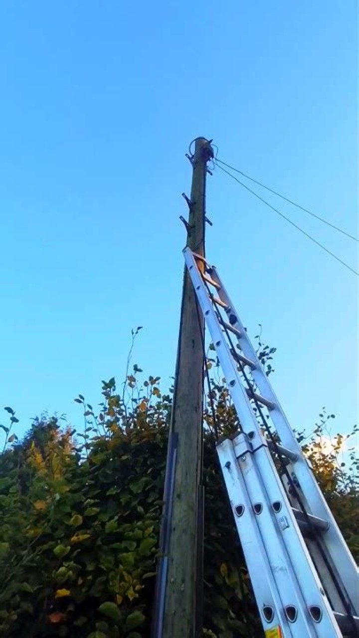Can a cat climb down a telephone pole?