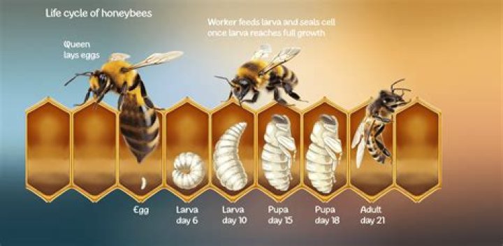 Can a honey bee live after stinging?
