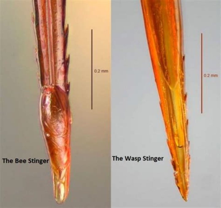 Can a honey bee sting twice?