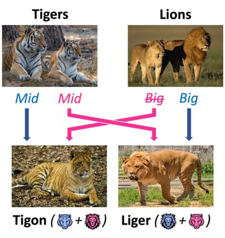 Can a liger and tigon reproduce?