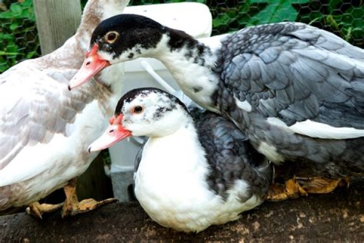 Can a muscovy duck mate with a goose?