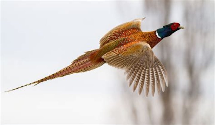 Can a pheasant fly?