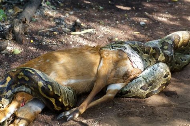 Can a python eat a human?