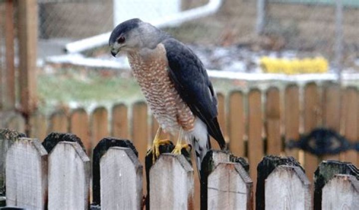 Can a red tailed hawk pick up a cat?
