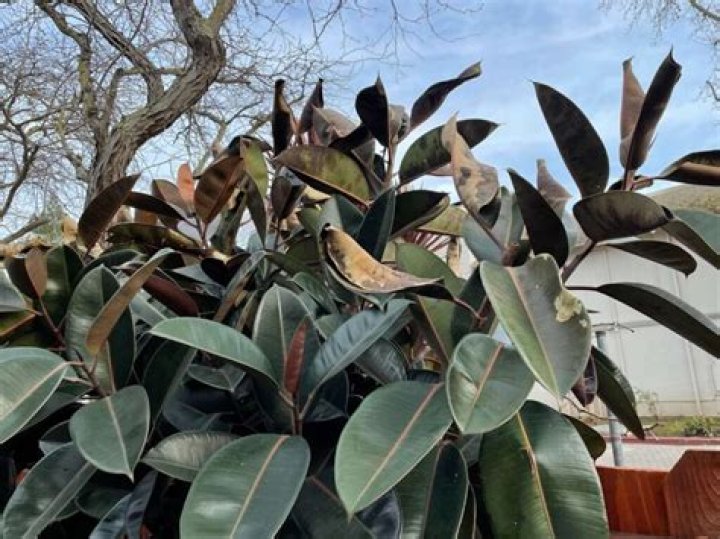 Can a rubber plant live outside?