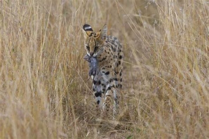 Can a serval kill a human?