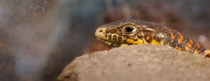 Can a skink hurt you?