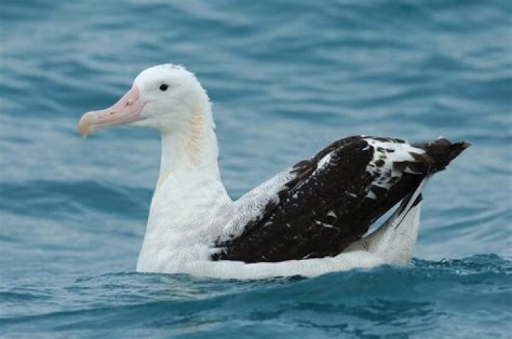 Can albatross drink sea water?