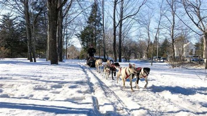 Can am sled dog race?