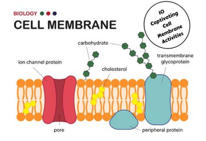 Can amino acids cross the cell membrane?