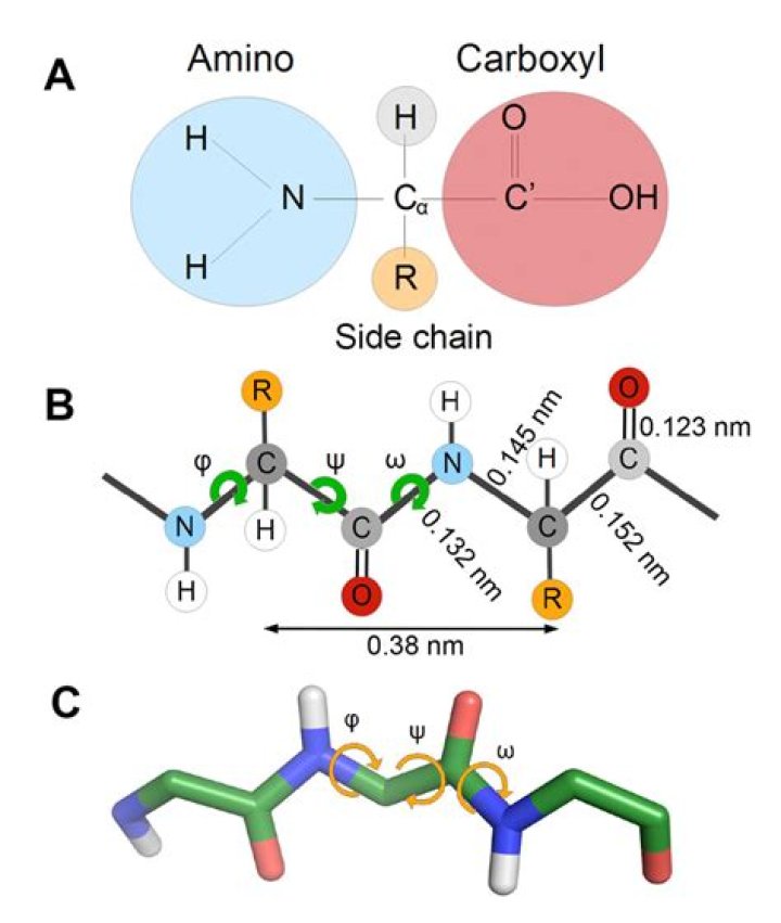 Can amino groups form hydrogen bonds?