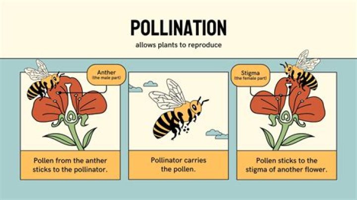 Can angiosperms self pollinate?