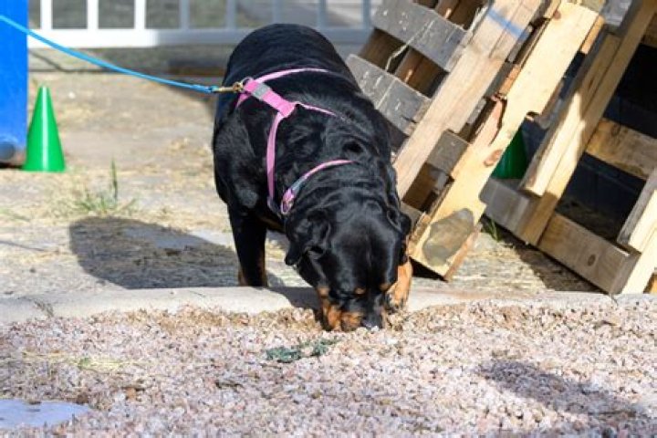 Can antiemetic work for dogs?