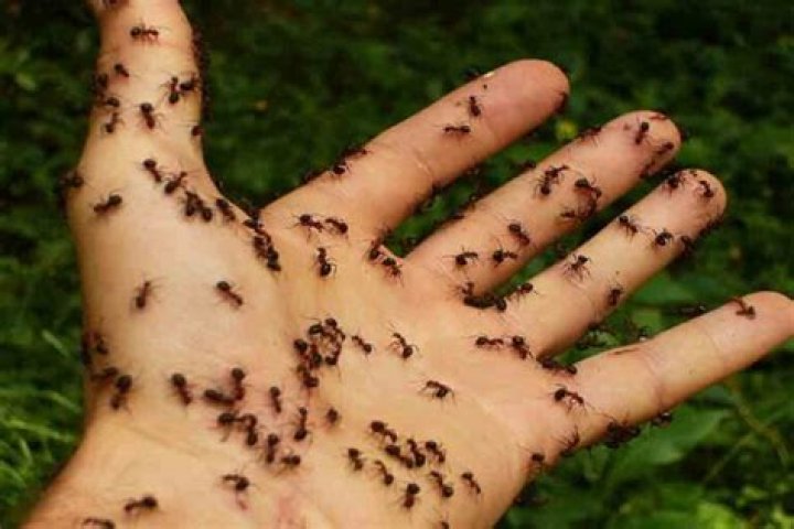 Can ants kill you?