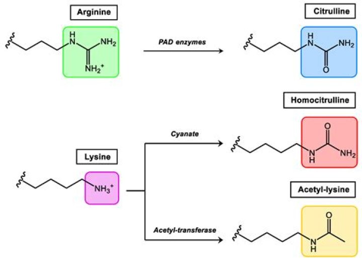 Can arginine be acetylated?