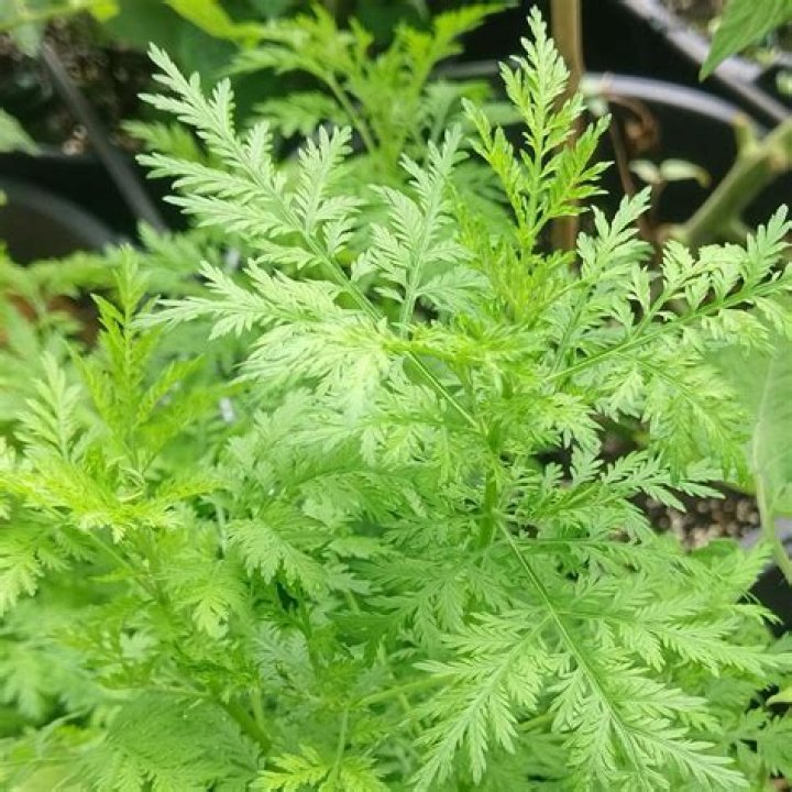 Can artemisia be divided?