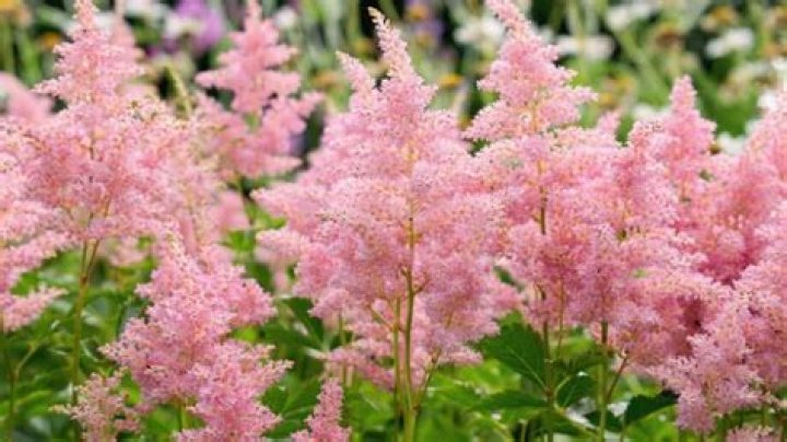 Can astilbe grow in full shade?