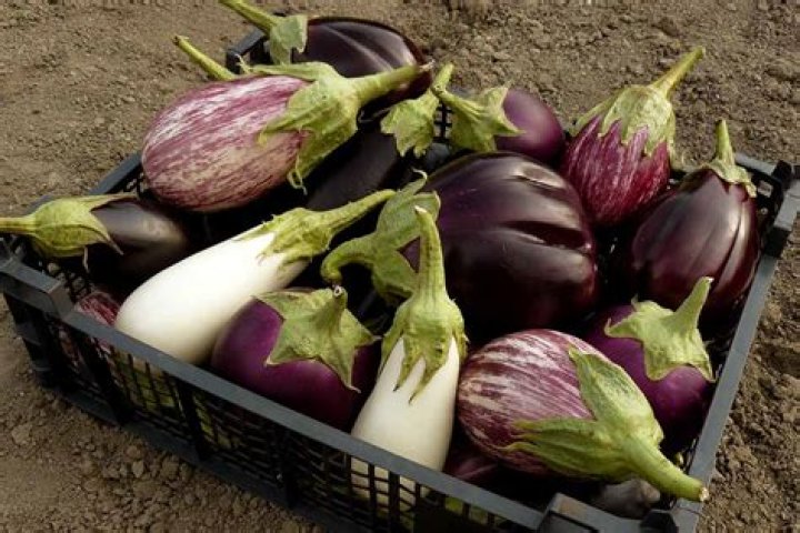 Can aubergines be poisonous?