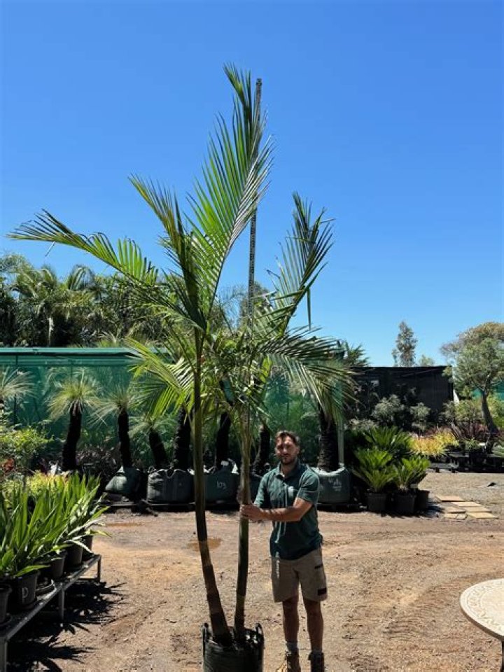 Can bangalow palms grow in full sun?