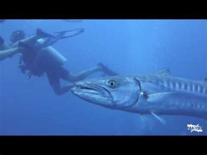 Can barracudas attack humans?
