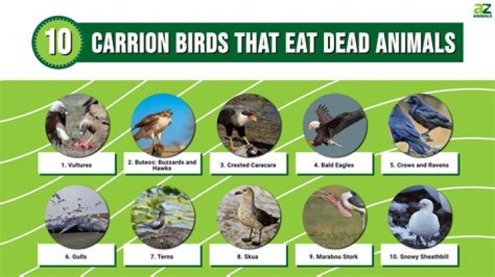 Can birds eat webworms?
