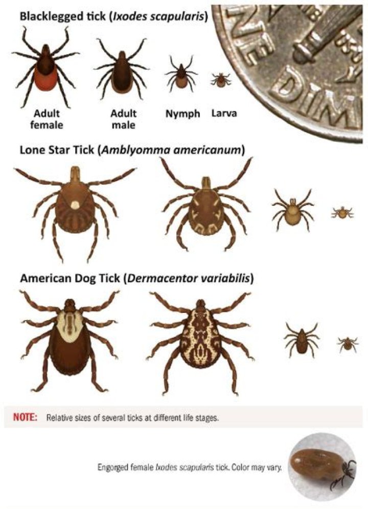 Can blacklegged ticks jump?