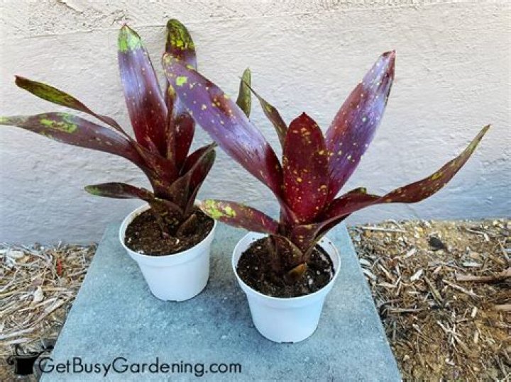Can bromeliads grow in full sun?