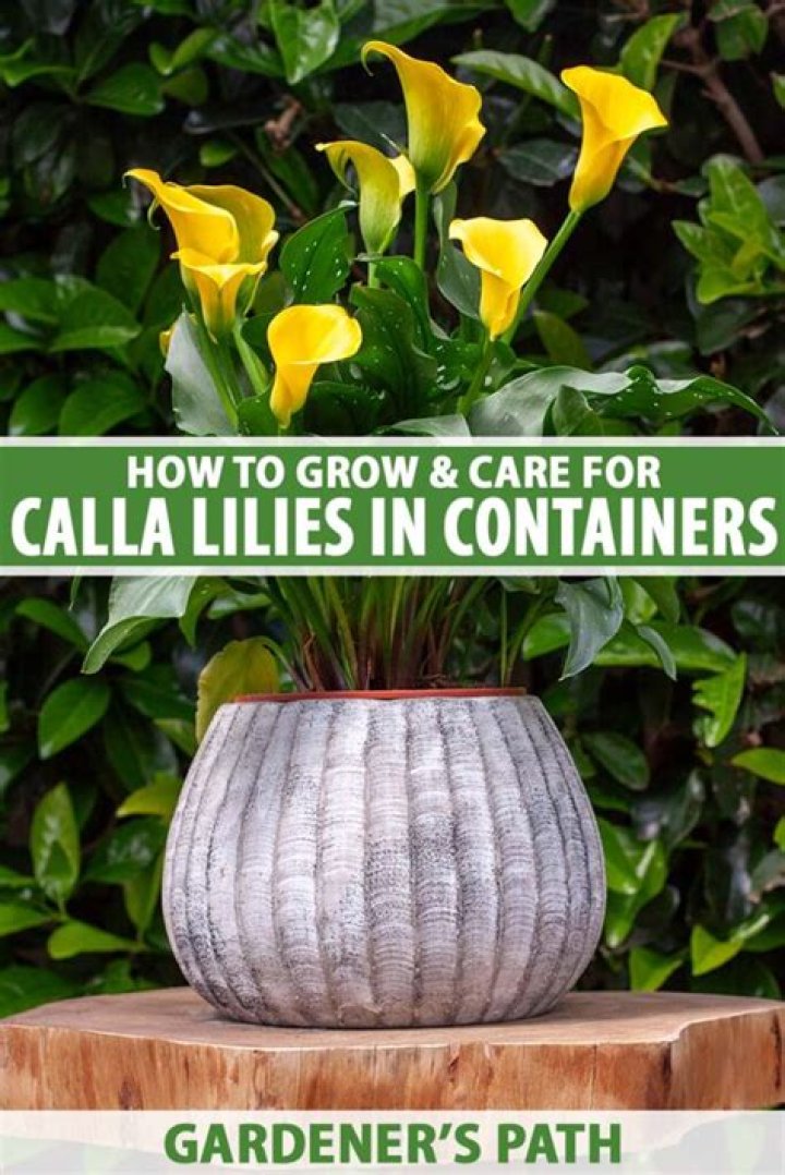 Can calla lillies be planted outside?