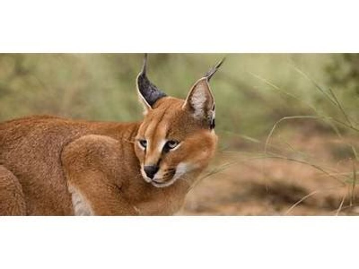 Can caracals be kept as pets?