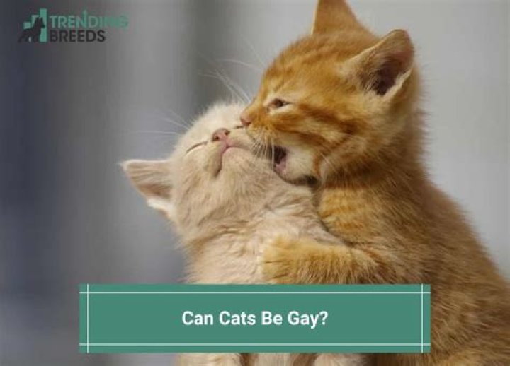 Can cats be lgbtq?