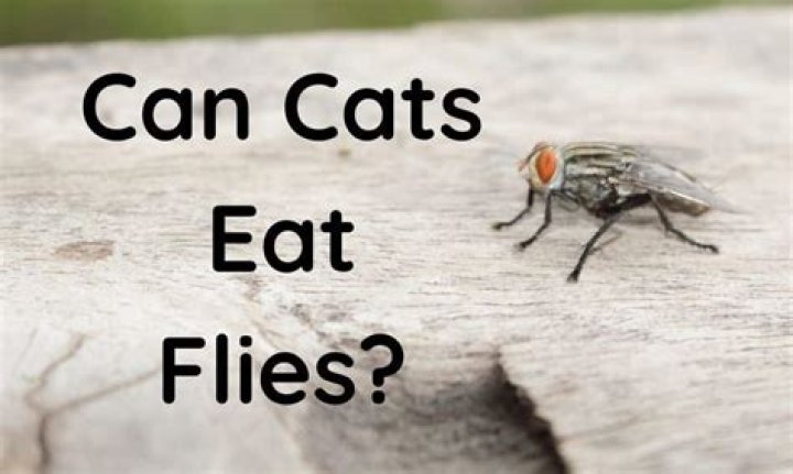 Can cats eat flies?