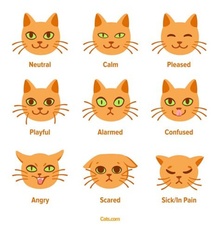 Can cats feel unloved?