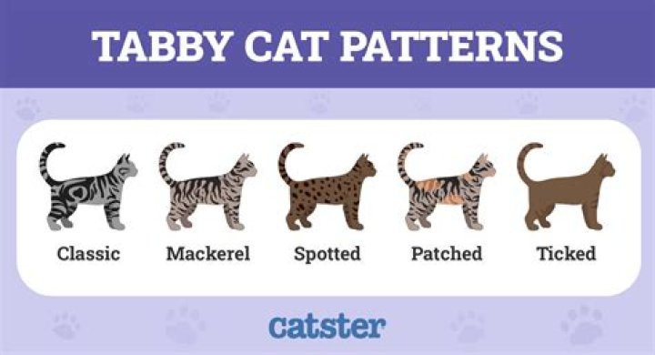 Can cats have tabbies?