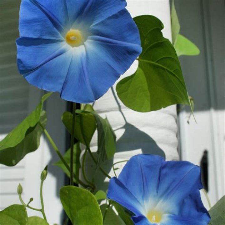 Can chickens eat morning glory?