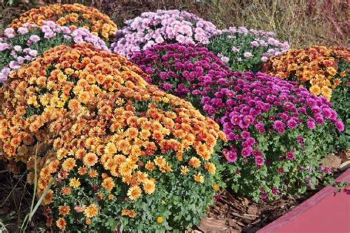 Can chrysanthemums be planted outside?