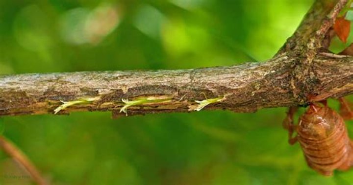 Can cicadas kill trees?