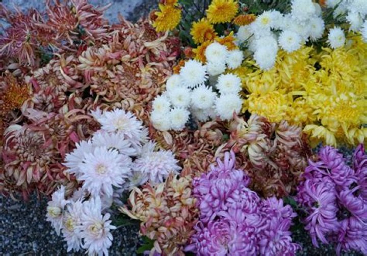Can clivias be used as cut flowers?