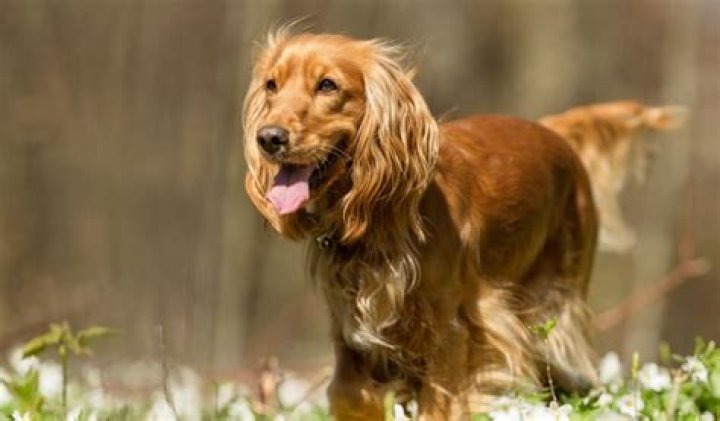 Can cocker spaniels be aggressive?