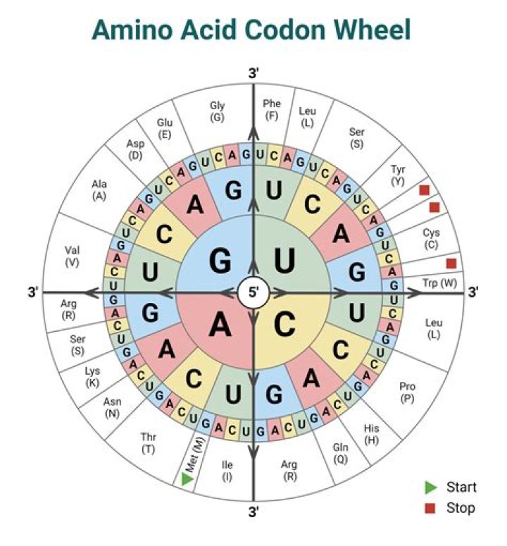 Can codon amino acid?