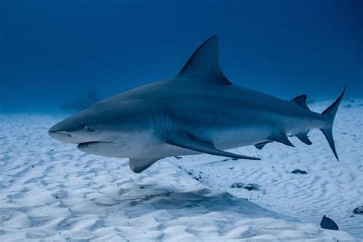 Can columbian sharks live in freshwater?